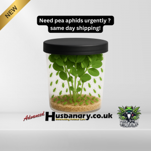 Live pea aphids feeding on pea shoots inside a culture tub for frogs