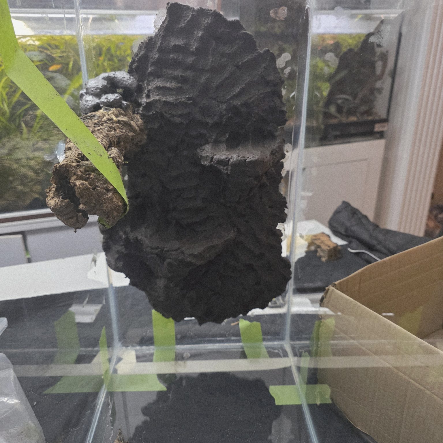 Bioactive Terrarium & Vivarium Background Clay – Natural Background ...
