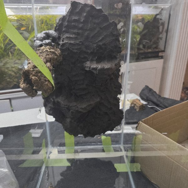 Vivarium clay creating planting pockets in terrarium background