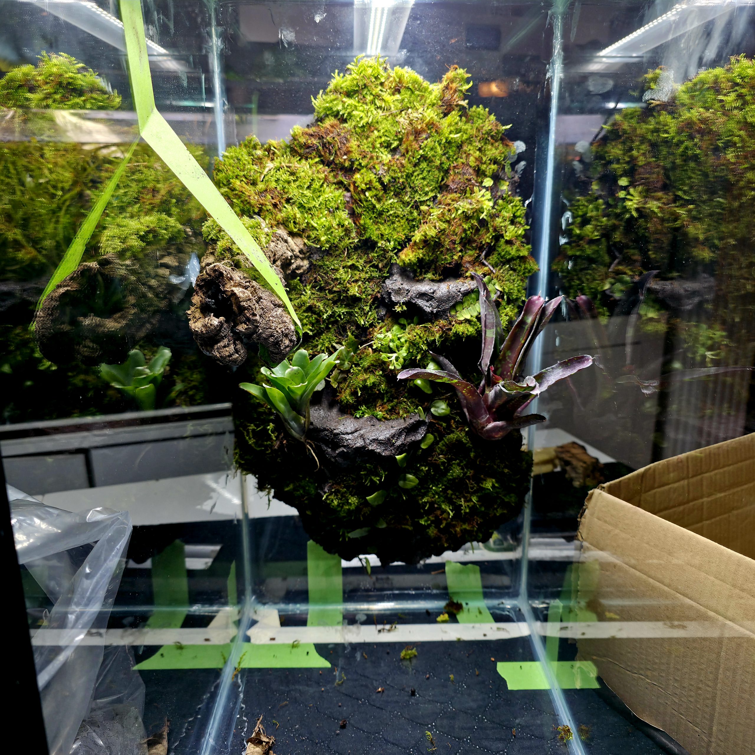 Terrarium Glue & Vivarium Clay | Dart Frog Safe Background Builder