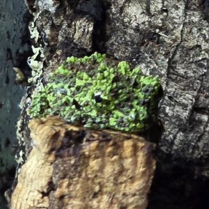 Vietnamese mossy frog resting on moss inside a bioactive paludarium