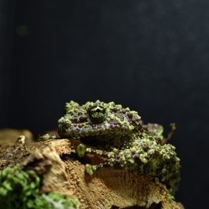 Confirmed female mossy frog (Theloderma corticale) for sale in the UK – Nottingha
