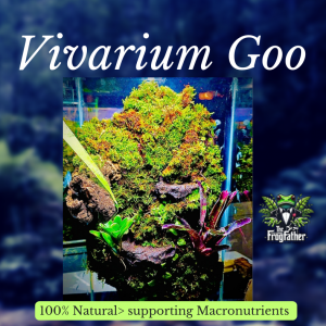 Euro style vivarium with a clay-based terrarium goo background, moss, Marcgravia shingling plants, and a vivid red bromeliad in a planted bioactive setup