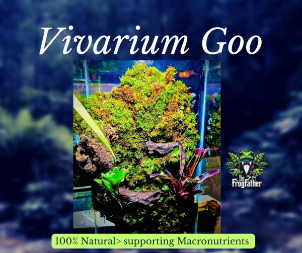 Euro style vivarium with a clay-based terrarium goo background, moss, Marcgravia shingling plants, and a vivid red bromeliad in a planted bioactive setup