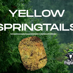 Tropical yellow springtails on moist substrate in a bioactive vivarium culture