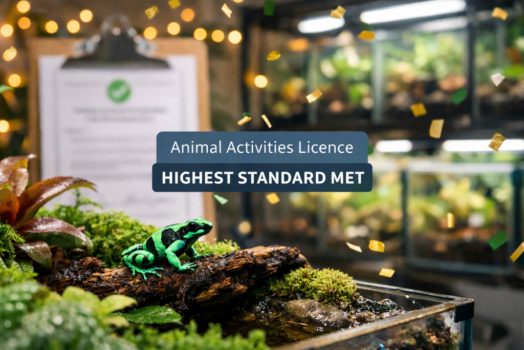 Celebrating a successful Animal Activities Licence inspection at Frogfather with a dart frog in a biosecure vivarium