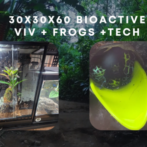 Fully bioactive dart frog vivarium with Ranitomeya southern dart frogs and automated misting system