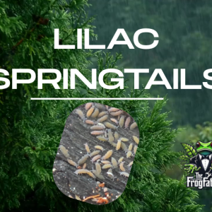 Lilac purple springtails on moist substrate in a bioactive vivarium culture