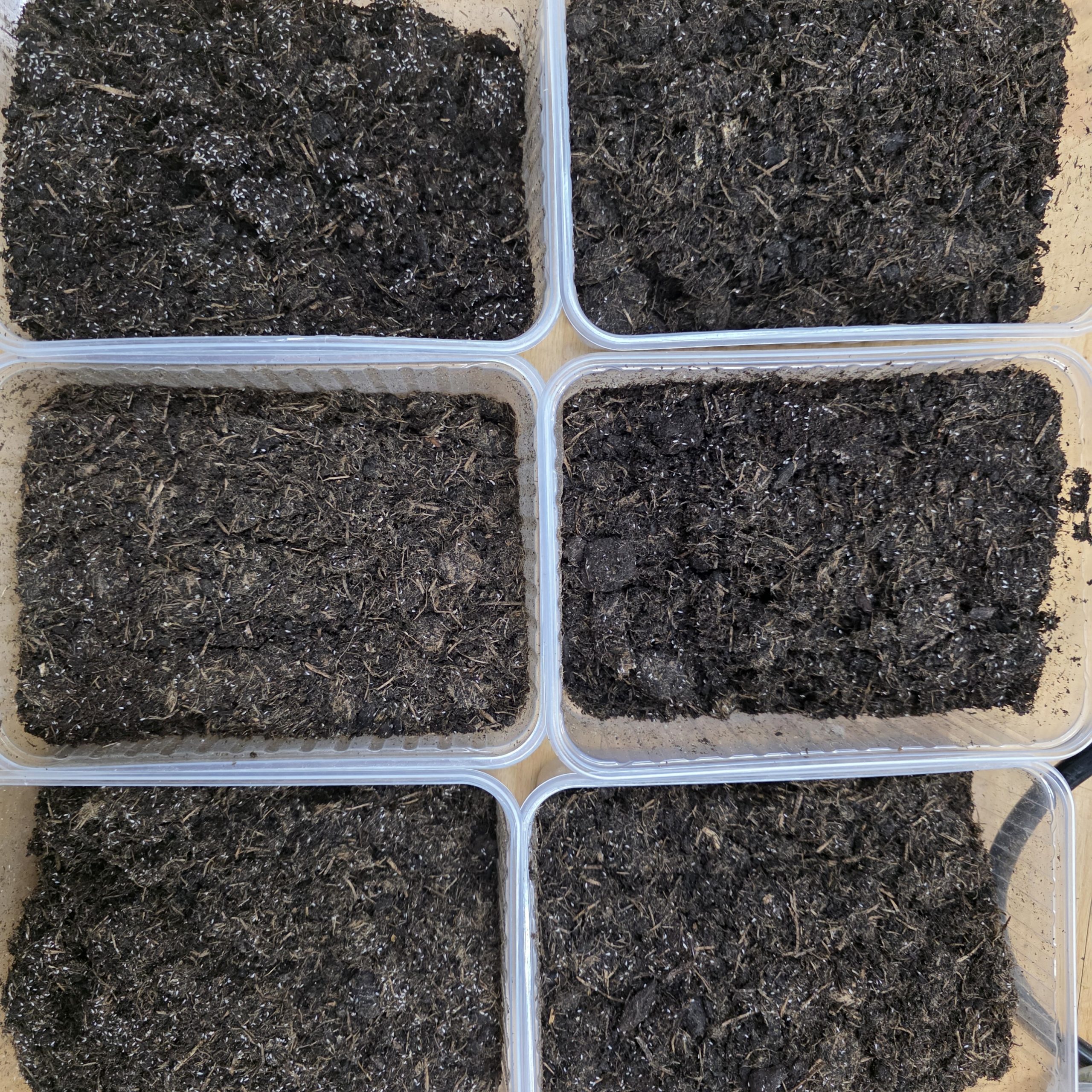 Dense springtail colonies thriving in six fibrous soil culture tubs showing healthy reproduction and active population growth