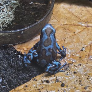 Confirmed female Highland Bronze dart frog (Dendrobates auratus) showing rich bronze patterning in a tropical bioactive vivarium