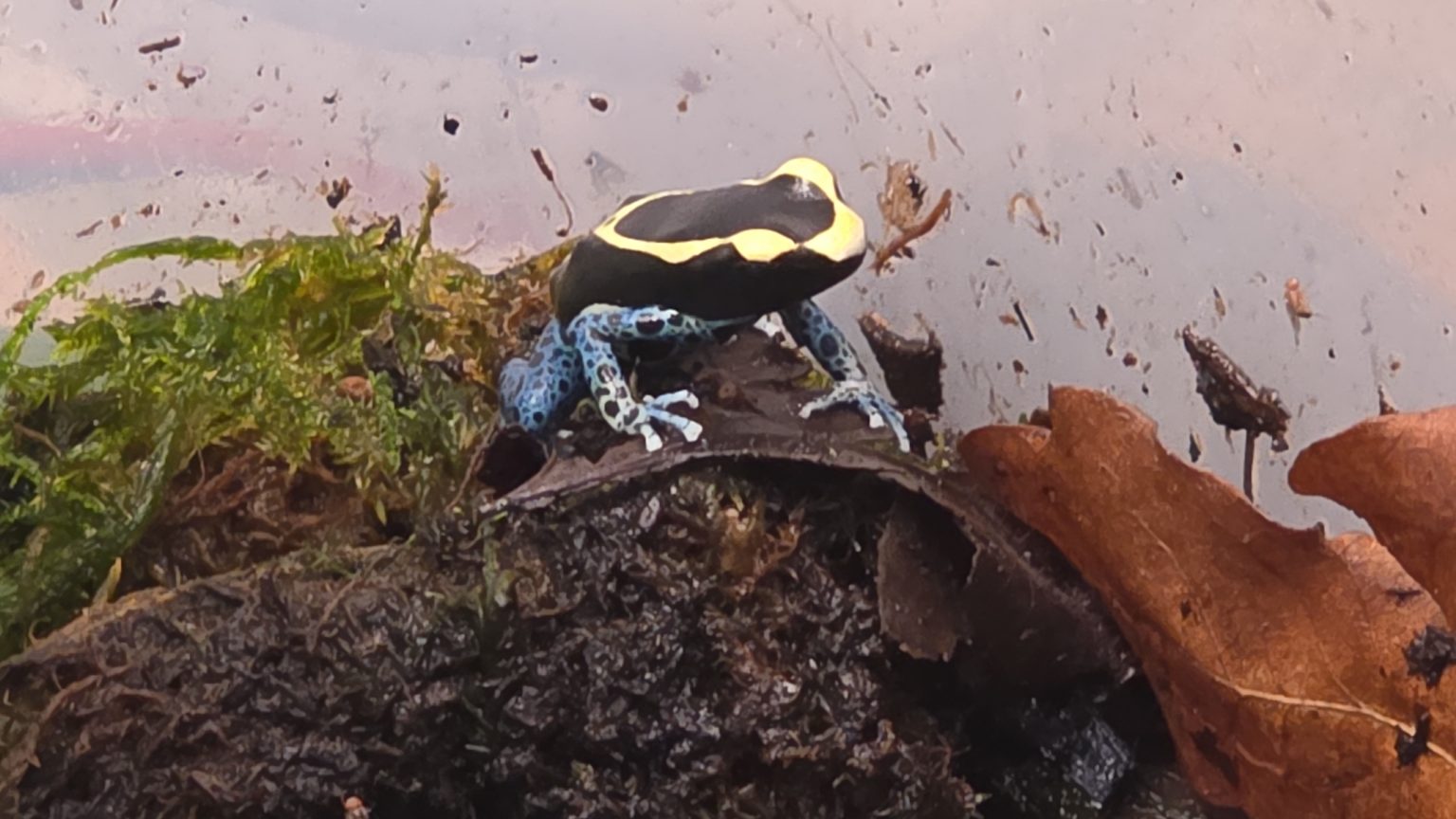 Large Custom Bioactive Dart Frog Vivarium + Optional 2 Dendrobates ...
