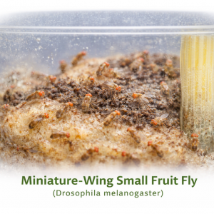 Miniature-wing Drosophila melanogaster fruit fly culture Go Large feeder insects UK.