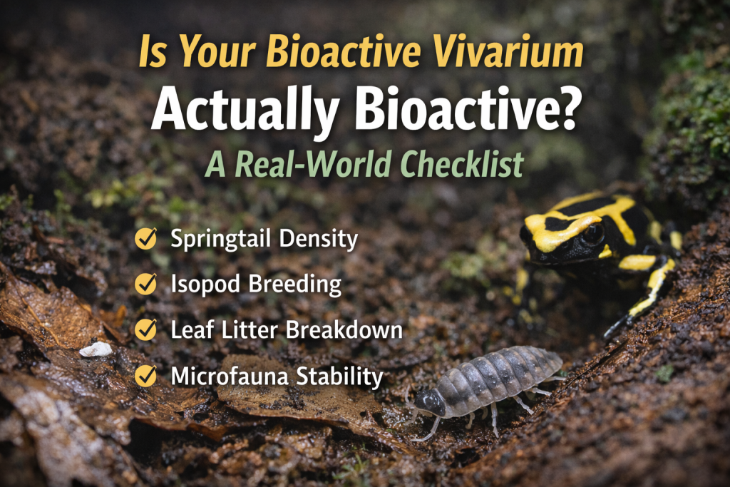Bioactive vivarium with dart frog, springtail activity and isopod on leaf litter illustrating a real-world bioactive checklist.
