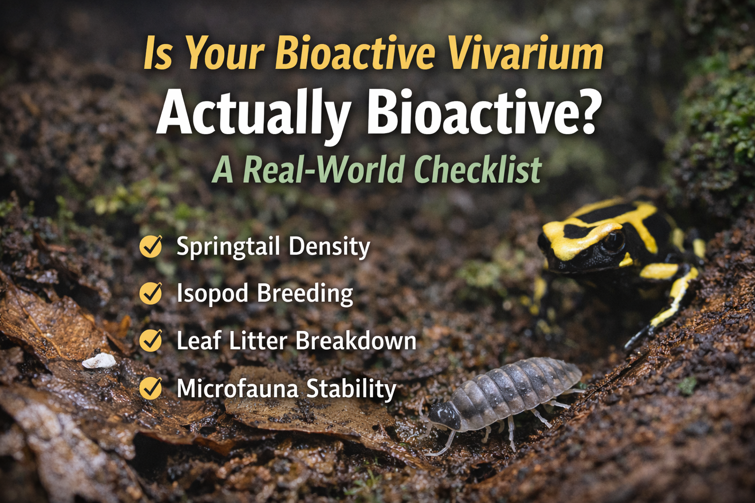 Bioactive vivarium with dart frog, springtail activity and isopod on leaf litter illustrating a real-world bioactive checklist.
