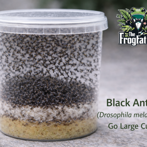 Black Ant Fly Drosophila melanogaster fruit fly culture in Go Large tub.