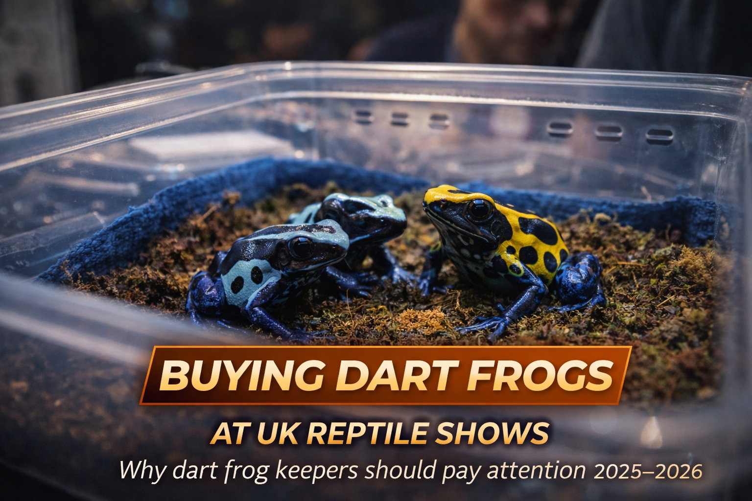 Poison dart frogs resting in a temporary transport container at a UK reptile show, illustrating the considerations and risks when buying dart frogs at shows