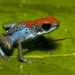 Escudo Koi Dart Frog Oophaga pumilio Escudo de Veraguas captive bred available now UK FrogFather