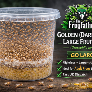 Golden dark-eyed large fruit fly Drosophila hydei Go Large producing culture.