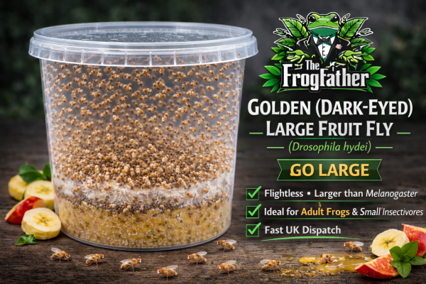 Golden dark-eyed large fruit fly Drosophila hydei Go Large producing culture.