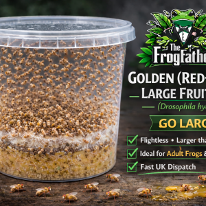 Golden red-eyed large fruit fly Drosophila hydei Go Large producing culture.