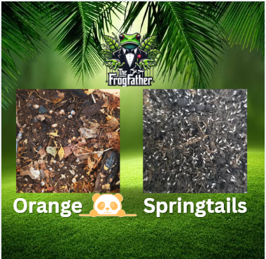 Isopods vs springtails comparison showing two bioactive vivarium clean up crew species