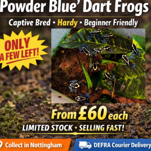 Juvenile Dendrobates tinctorius Powder Blue dart frogs for sale UK captive bred healthy beginner friendly limited stock