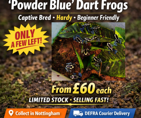 Juvenile Dendrobates Tinctorius ‘Powder Blue’ Dart Frogs – Captive Bred ...