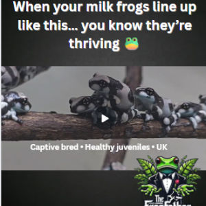 Juvenile milk frog shown next to scale demonstrating healthy growth