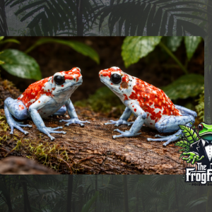 Pair of Oophaga sylvatica Koi dart frogs rare captive bred Sylvatica Koi available UK