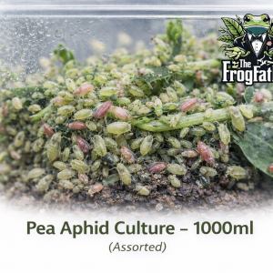 Pea Aphid culture 1000ml assorted live aphids on host plant stems in feeder container UK.
