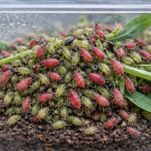 Megoura viciae pea aphid culture 1000ml live soft-bodied feeder insects on host plant stems.