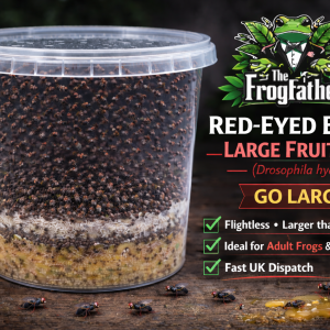 Red-eyed black large fruit fly Drosophila hydei Go Large producing culture.
