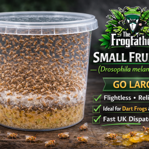 Small Fruit Fly Drosophila melanogaster Go Large fruit fly culture.