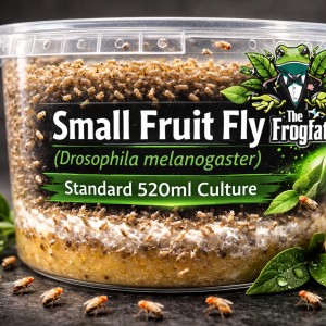 Small Fruit Fly Drosophila melanogaster Standard 520ml fruit fly culture.