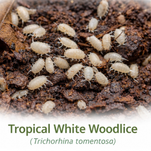 Tropical White Woodlice (Trichorhina tomentosa) clean-up crew culture on bioactive substrate in UK vivarium.