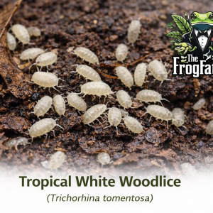 Tropical White Woodlice (Trichorhina tomentosa) bioactive clean-up crew on moist substrate in vivarium.