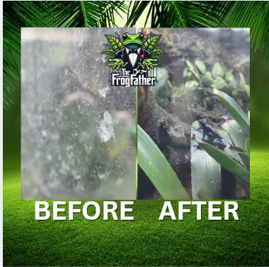 Before and after vivarium glass cleaning showing removal of hard water limescale buildup
