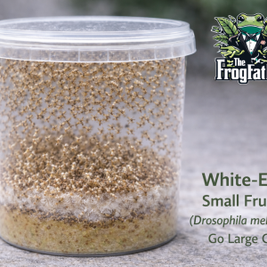 White-Eyed Drosophila melanogaster fruit fly culture in Go Large tub.