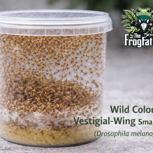 Wild colour vestigial-wing Drosophila melanogaster fruit fly culture in Go Large tub.
