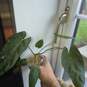 Healthy Anthurium papillilaminum plant in a 9cm pot showing dark velvet leaves beside a bright window