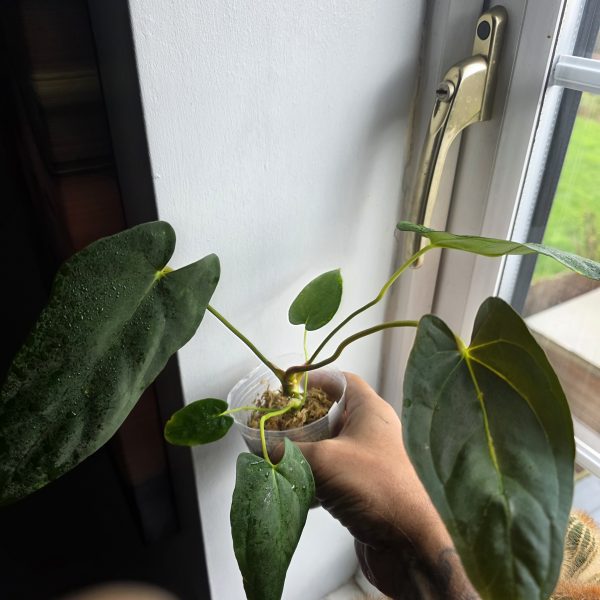 Anthurium papillilaminum – Velvet Leaf Collector Aroid (UK Plant Passport) - Image 3
