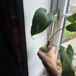 Healthy Anthurium papillilaminum x magnificum hybrid plant in a 9cm pot beside a bright window