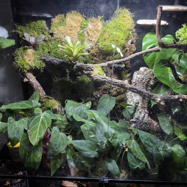 Anthurium papillilaminum growing in a tropical vivarium environment