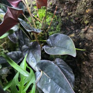 Syngonium arrowhead plant growing in a bioactive vivarium with dark green and burgundy leaves