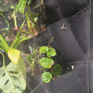 Ficus pumila creeping fig growing across a vivarium background creating dense green coverage