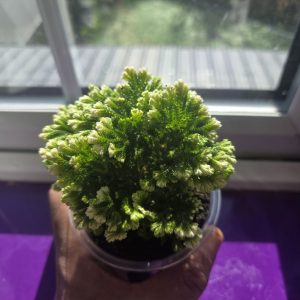 Close-up of Selaginella Senegalina spike moss showing pale white growing tips and fine textured foliage