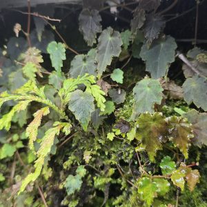 Creeping Begonia growing across moss in a bioactive vivarium with textured green and bronze leaves
