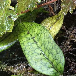 Microgramma aff lycopodioides leaf close up showing shingling growth in a humid terrarium