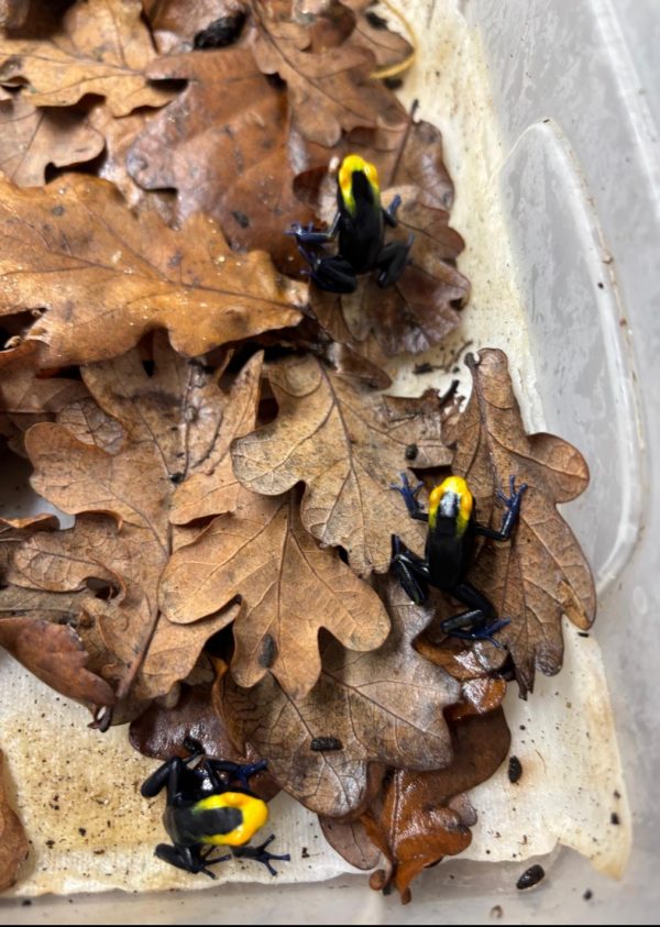Juvenile Dendrobates tinctorius Lorenzo dart frogs for sale in the UK showing developing colour and pattern