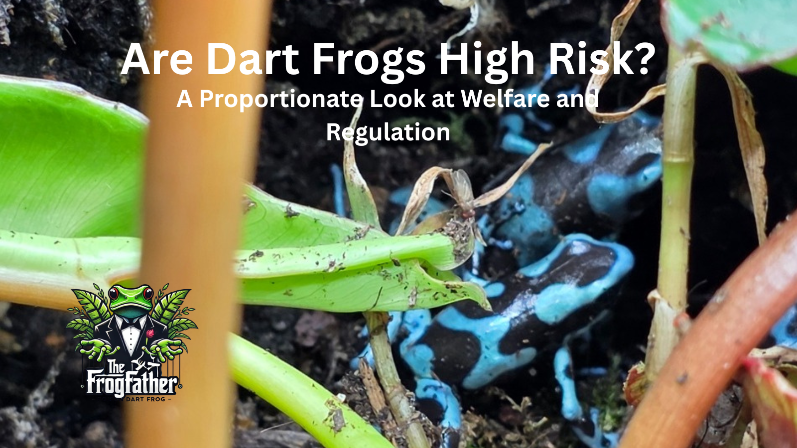 Two blue and black dart frogs photographed inside a glass vivarium enclosure in the UK.